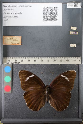 Media type: image;   Entomology 142583